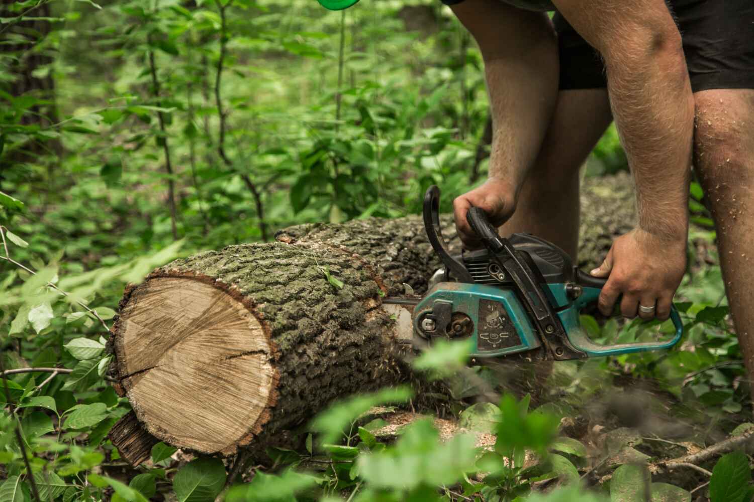 Palm Tree Trimming in Otsego, MN